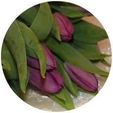 Tulpen-lila.jpg